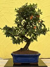 Joe bonsai feuerdorn gebraucht kaufen  Spiesen-Elversberg