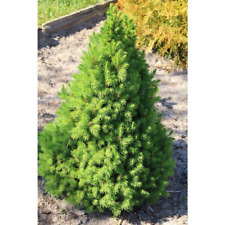 alberta spruce for sale  Barrington