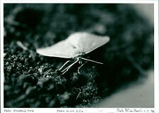 Moth vintage photograph d'occasion  Expédié en Belgium