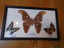 Atlas moth common for sale  BROADSTONE
