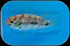 Butterfly tomasi cichlid for sale  Discovery Bay