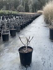 Árbol de higuera resistente de Chicago.  Planta madura en una maceta de 1 galón, usado segunda mano  Embacar hacia Argentina