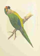 Photo lydon parrots for sale  UK