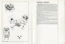 Tibetan spaniel 1978 for sale  COLEFORD