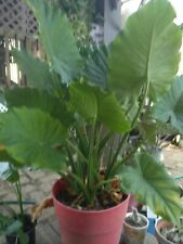 HUGE ELEPHANT EAR Taro Alocasia Macrorrhiza 14"Rooted Plants for sale  Shipping to South Africa