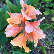 Canna lily rhizome for sale  Ojai
