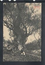 Cartolina taormina albero usato  Italia