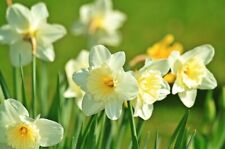 White daffodil bulb for sale  Fabius