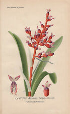 Lanzenrosette Bromeliad Yellow (Aechmea Fulgens) Chromo-Lithographie From 1893 for sale  Shipping to South Africa