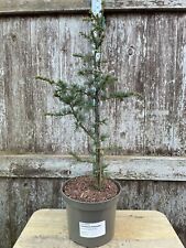 Blue atlas cedar for sale  CHORLEY