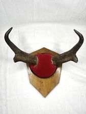 Pronghorn antelope horn for sale  Rosemount