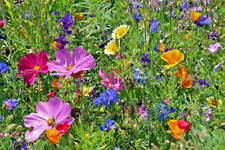 Samen bunte blumen gebraucht kaufen  WÜ-Heidingsfeld,-Heuchelhof