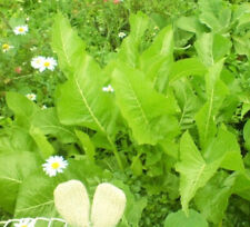 One small horseradish for sale  BRIDPORT