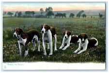 Foxhounds dog ready for sale  Terre Haute