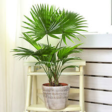 Livistona fan palm for sale  UK