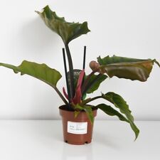 Houseplant philodendron carame for sale  IPSWICH