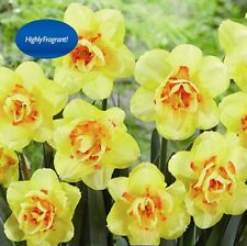 Daffodil tahiti. beautiful for sale  UK