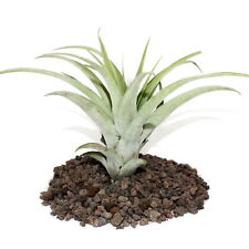 Exotenherz tillandsia capitata gebraucht kaufen  Zweibrücken