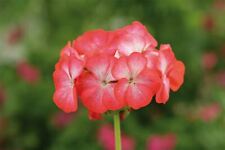 Flower geranium horizon for sale  WREXHAM