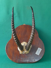 Coppia corna antilope usato  Italia