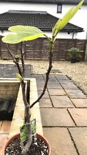 fig trees for sale  ABERGAVENNY