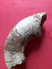 Large chunk ammonite for sale  NORTHAMPTON