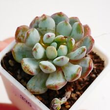 Exact plant echeveria for sale  BEXHILL-ON-SEA