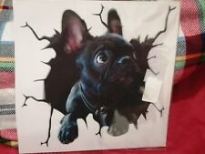 French bulldog frenchie for sale  LONDON