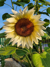 Sunflower white procut for sale  Shipping to Ireland