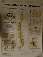 Wall poster chiropractic for sale  Westford