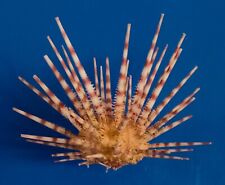 Sea urchin prionocidaris for sale  Shipping to Ireland