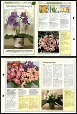 Used, Miniature Streptocarpus #59 Flowering - Success With House Plants Fold-Out Card for sale  Shipping to South Africa