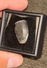 Allosaurus tooth morrison for sale  Langhorne