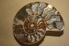 Ammoniten anschlif madagaskar gebraucht kaufen  Helsa