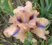 Iris pond plant for sale  LONDON