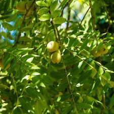 ....english walnut cuttings for sale  San Martin