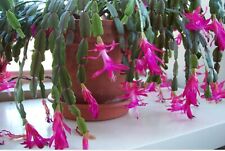 Used, 1×Schlumbergera Christmas Cactus  rooted cuttings  for sale  Shipping to South Africa
