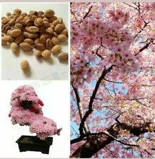 Cherry Blossom Albero, Giapponese SAKURA fower, BELLISSIMA ROSA, 10 Semi UK Venditore, usato usato  Spedire a Italy