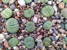 Lithops hookeri cv. for sale  Shipping to Ireland