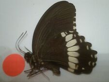 Used, Real Butterfly/Insect Non Set B7269 Papilio polytes romulus/ ledebouria x male for sale  Shipping to South Africa