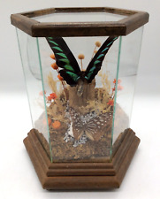 Real butterflies display for sale  Shipping to Ireland