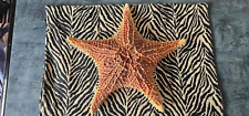 dried starfish for sale  SITTINGBOURNE