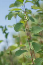 Amelanchier alnifolia belisk gebraucht kaufen  Westerstede