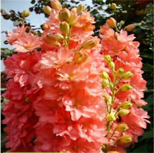 Delphinium salmon king for sale  FERRYHILL