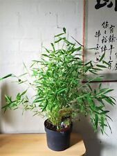 Bamboo hardy evergreen for sale  BIRMINGHAM