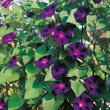 Morning glory grandpa for sale  NEWPORT