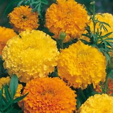 Marigold african sunset for sale  WITHAM
