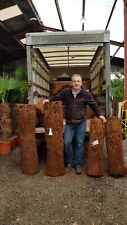 2ft trunk dicksonia for sale  CLITHEROE