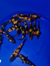 Japanese koi carp for sale  CHESTERFIELD