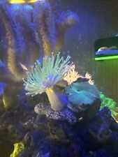 soft coral frags for sale  LONDON